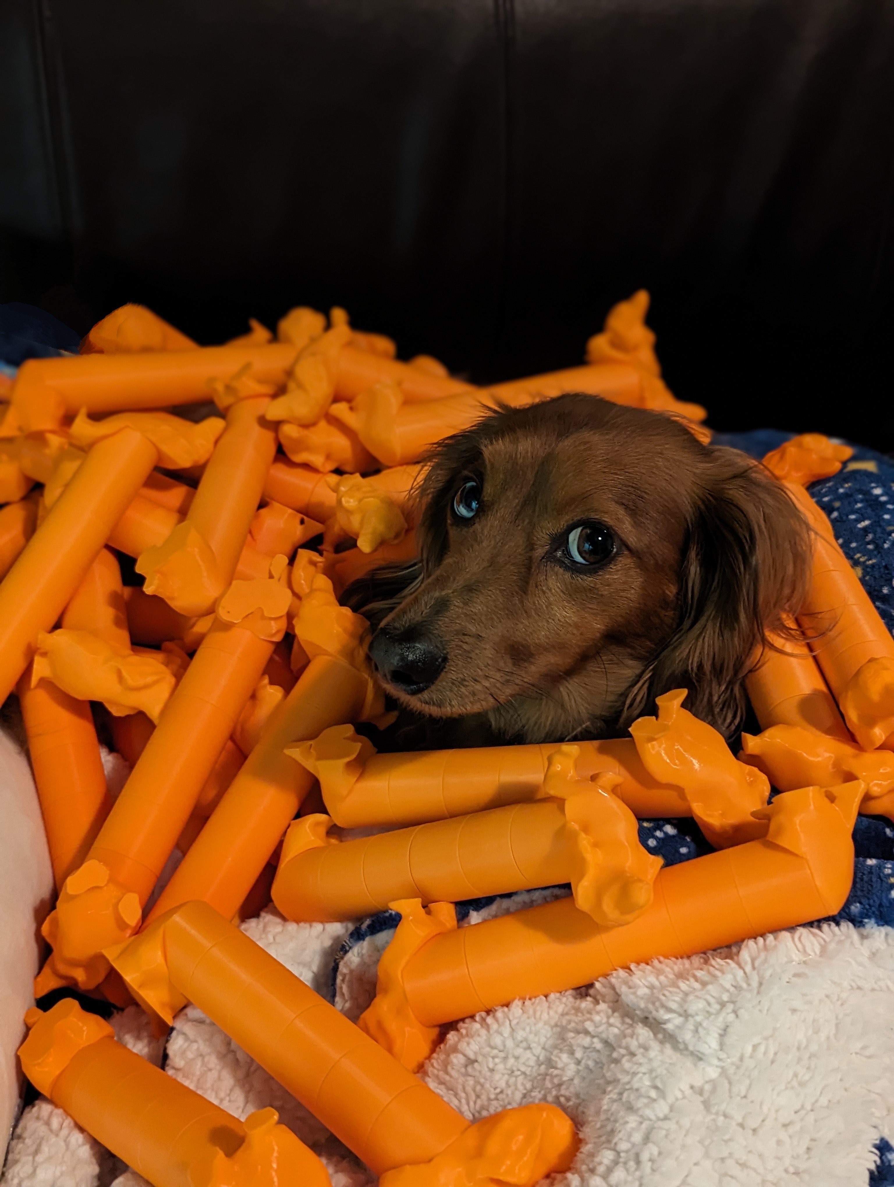 Louie buried in puzzle pieces