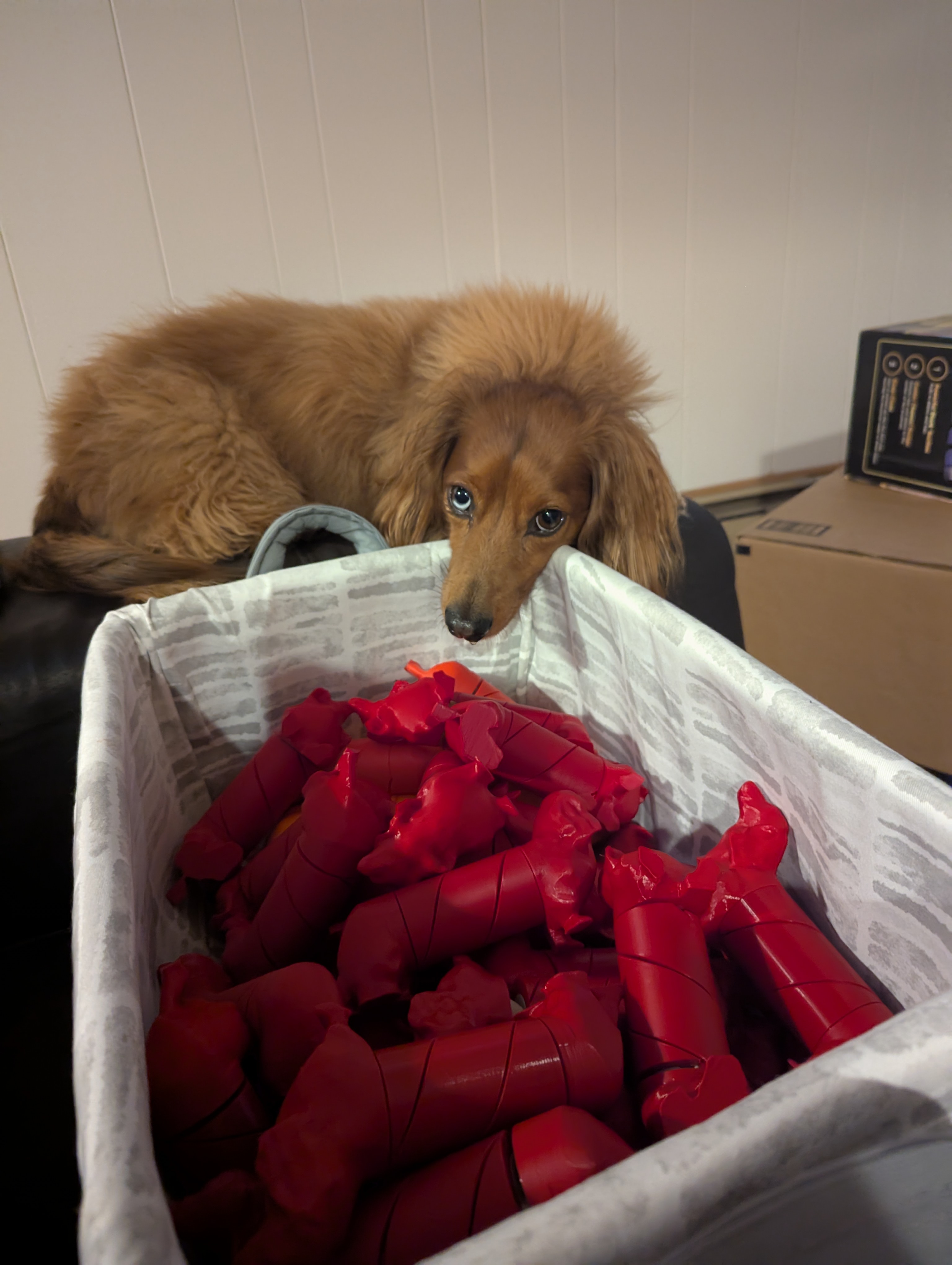 Louie with red Twist my Wiener puzzle pieces